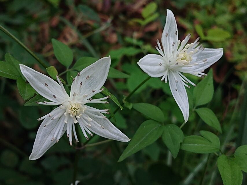 コバノボタンヅル