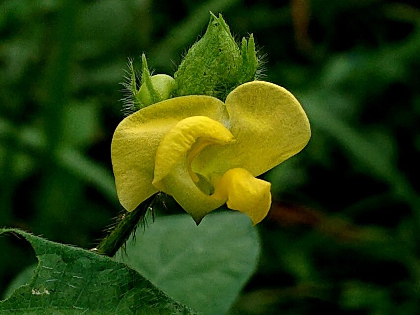 ヤブツルアズキ