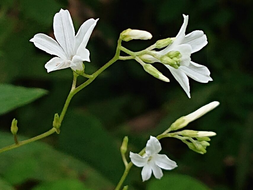 フウリンユキアサガオ