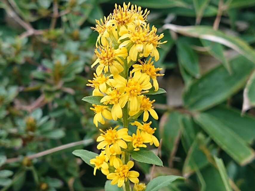 アキノキリンソウ