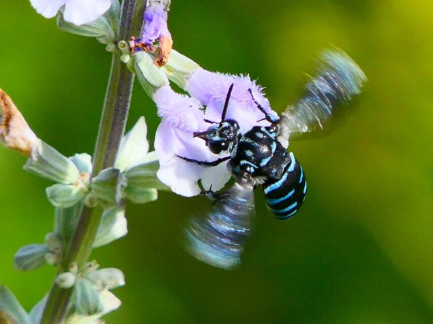 幸せを運んでブルービーがやって来た-4