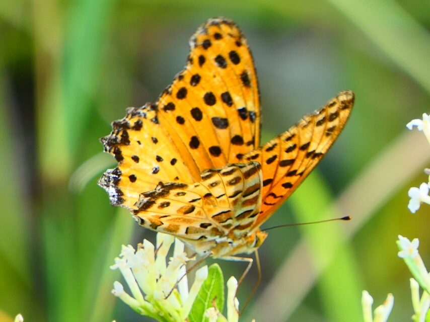 ツマグロヒョウモン(オス)