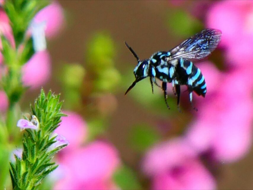 幸せを運んでブルービーがやって来た-1