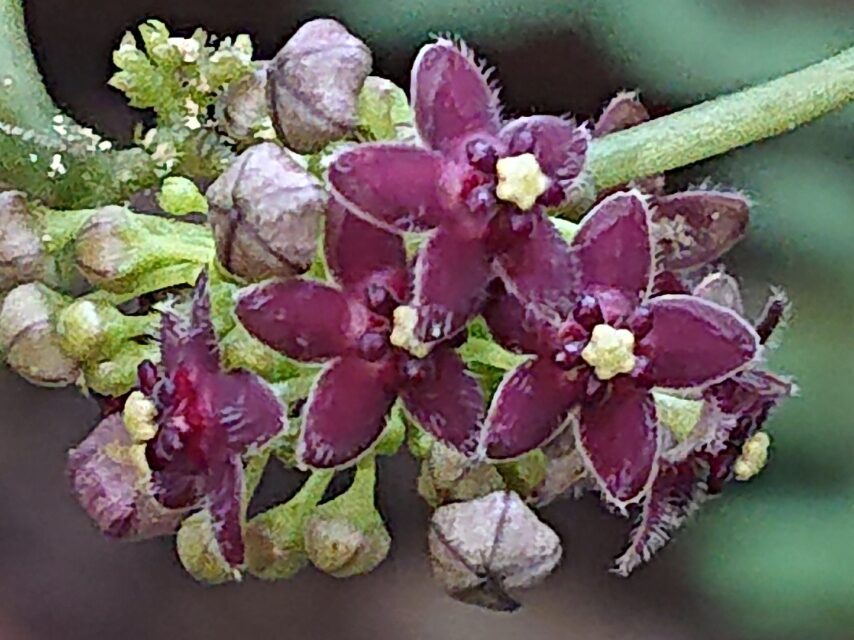 オオカモメヅル