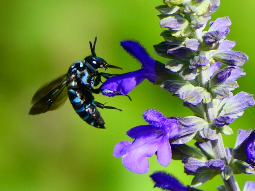 幸せを運んでブルービーがやって来た-2