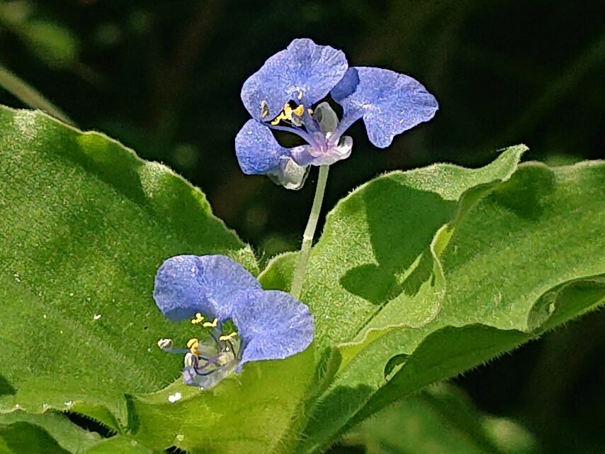 マルバツユクサ
