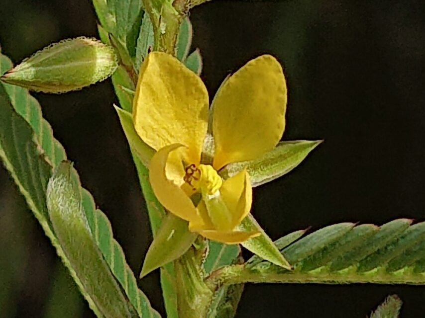 カワラケツメイ