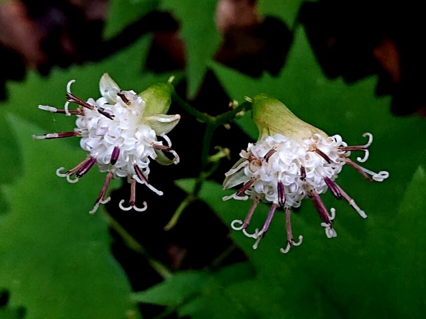 ツクシコウモリソウ