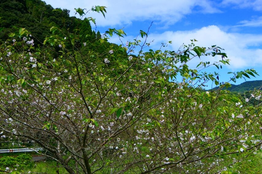 白川地区のジュウガツザクラ-2