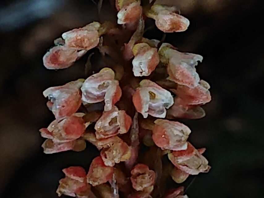 ハチジョウシュスラン