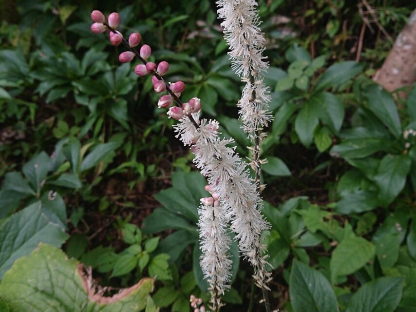 オオバショウマ