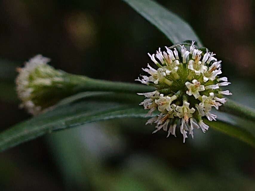 シュウブンソウ