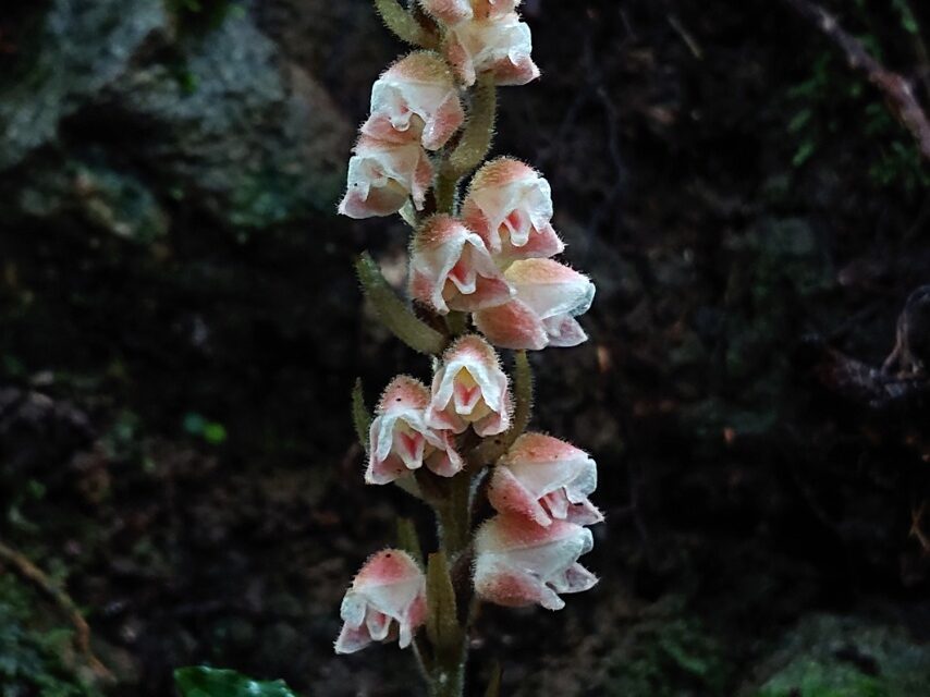 ツユクサシュスラン