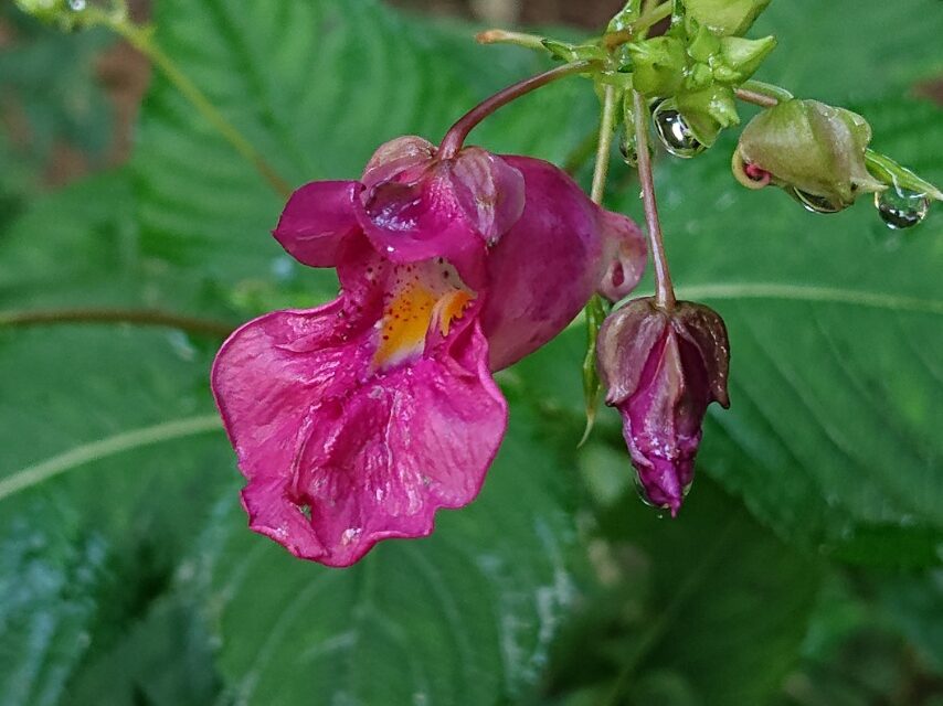 色とりどりのツリフネソウ-1