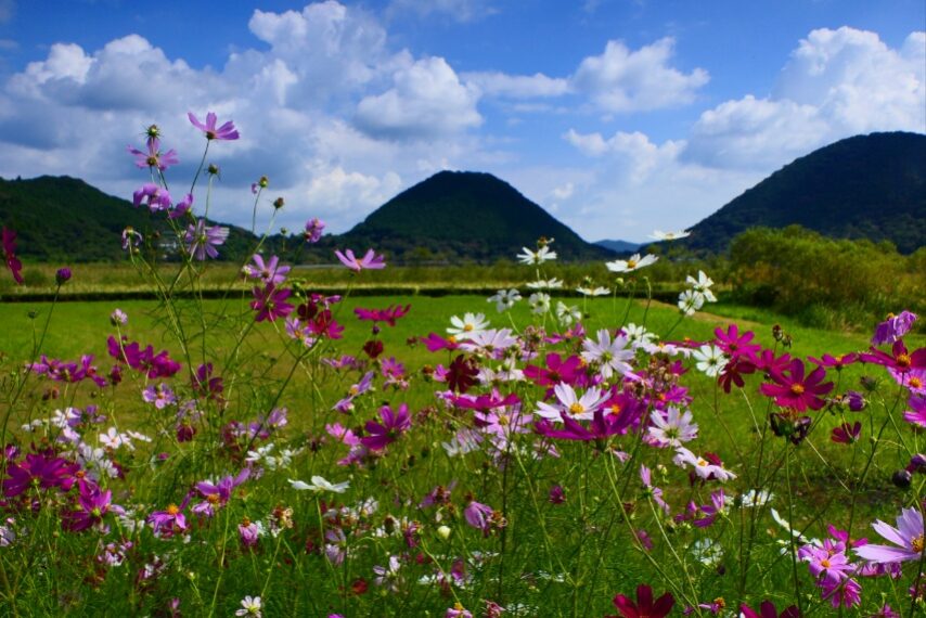 コスモス越しに、藺牟田富士 飯盛山