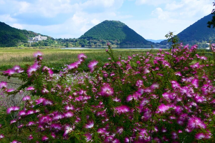 トキワネム越しに、藺牟田富士 飯盛山