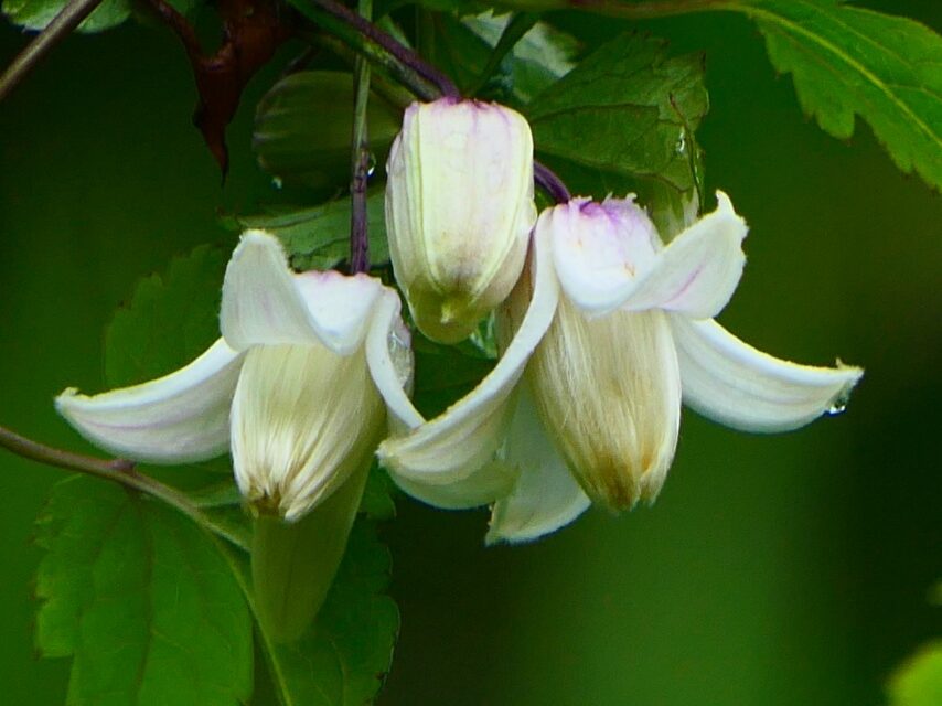 タカネハンショウヅル(シロバナ)