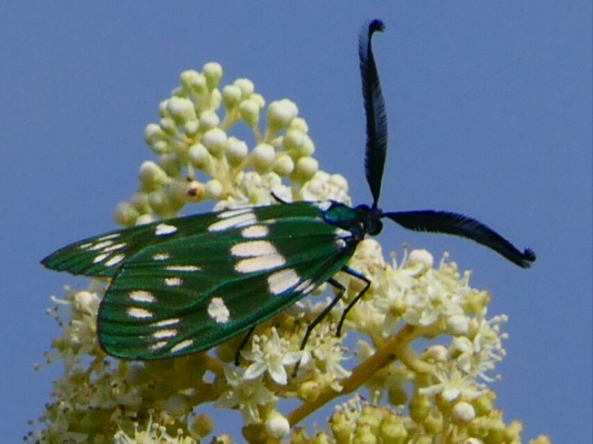 オキナワルリチラシ