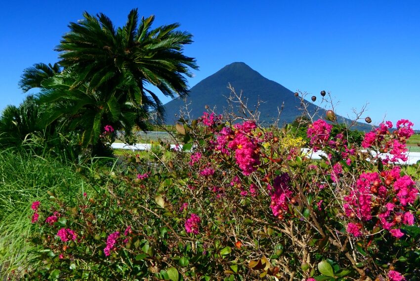 薩摩富士開聞岳とサルスベリ