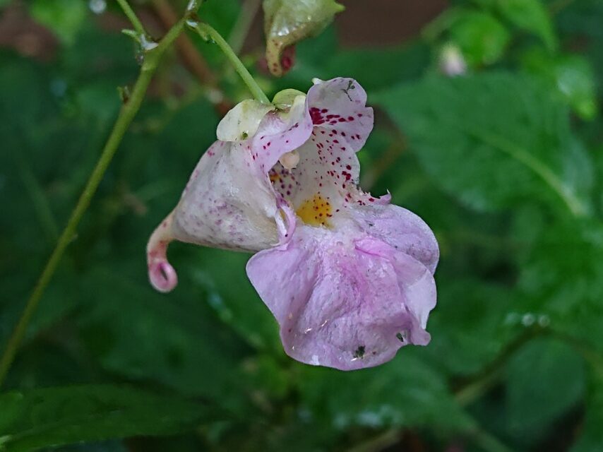 色とりどりのツリフネソウ-2