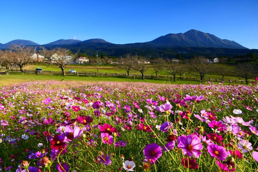 コスモス、背景は、霧島連山(左から、韓国岳～新燃岳～中岳～高千穂峰)
