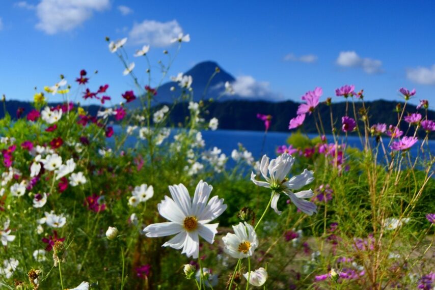 薩摩富士開聞岳とコスモス