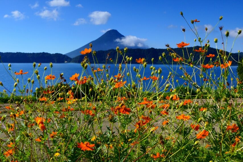 薩摩富士開聞岳とキバナコスモス