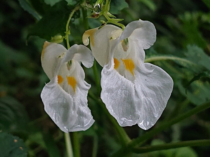 色とりどりのツリフネソウ-3