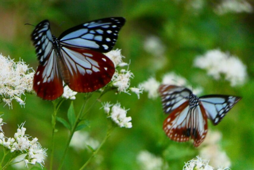 渡り蝶アサギマダラが乱舞-4