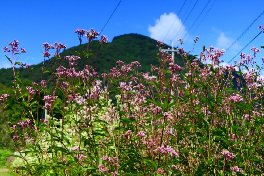 フジバカマが咲き、地域の皆さんが楽しみにしている、渡り蝶アサギマダラが飛来するのも、もうすぐです