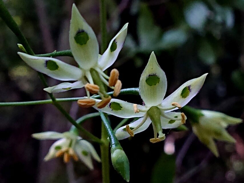 ヘツカリンドウ-2