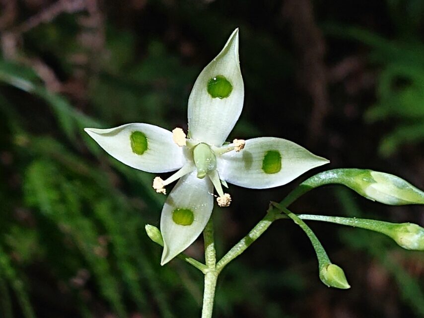 ヘツカリンドウ-2