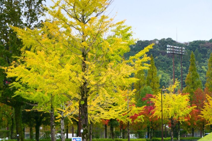 鹿児島ふれあいスポーツランドの紅葉-3