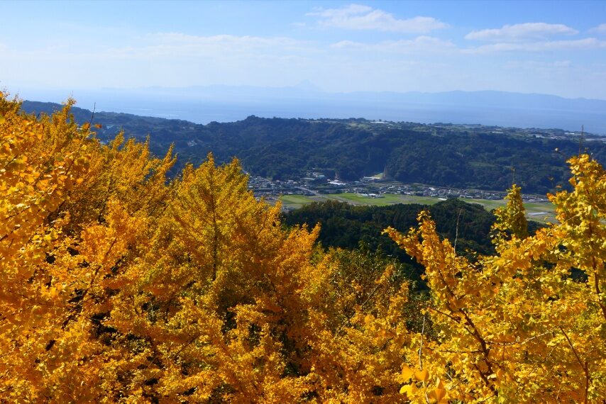 垂水千本イチョウ-2