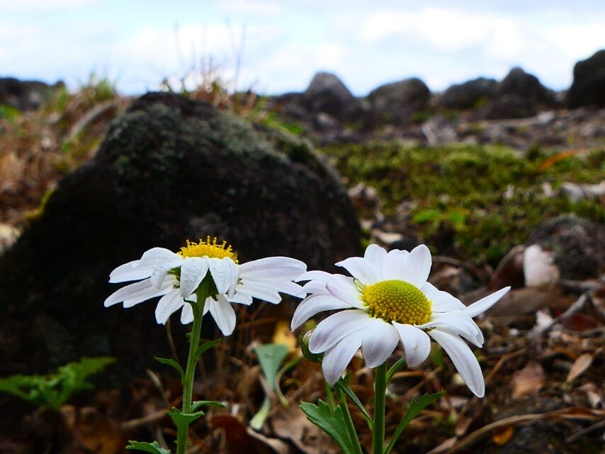 最強の低山と言われる磯間嶽の岩場に咲く、チョウセンノギク-2