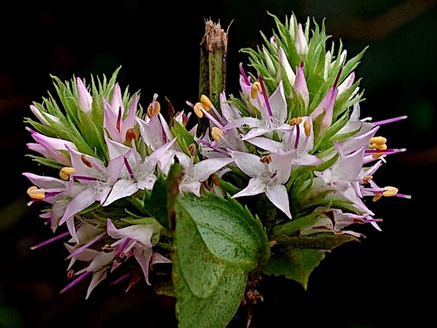 トラノオスズカケ