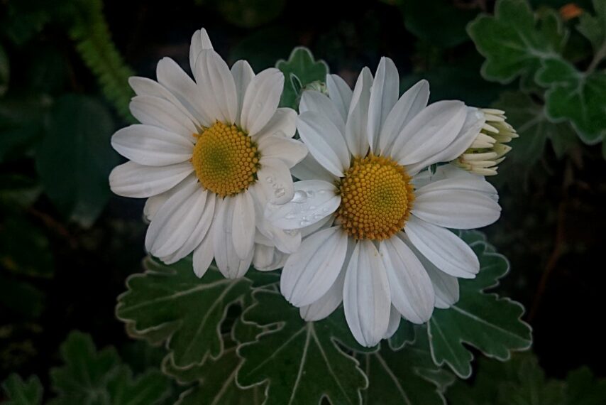 サツマノギク-2