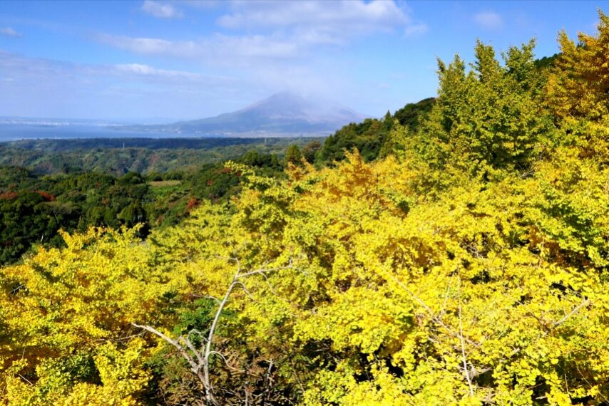 垂水千本イチョウ-1