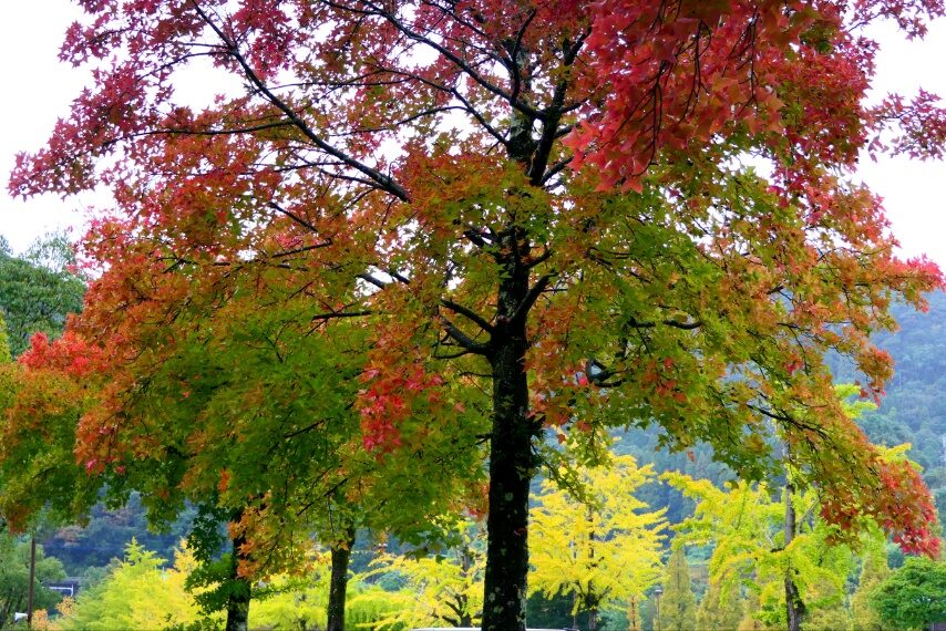 鹿児島ふれあいスポーツランドの紅葉-4