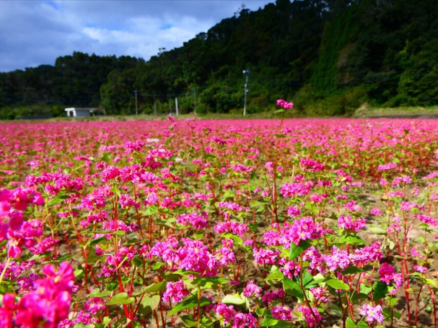 枕崎市田布川のアカソバ