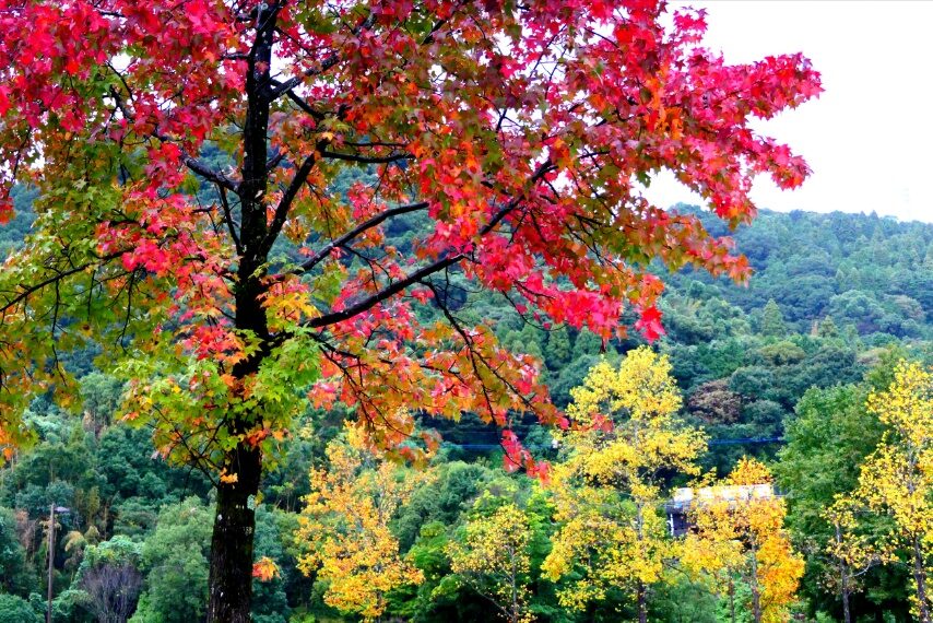 鹿児島ふれあいスポーツランドの紅葉-2