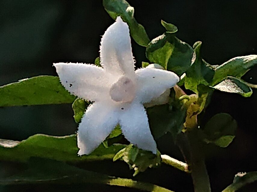 サツマイナモリ