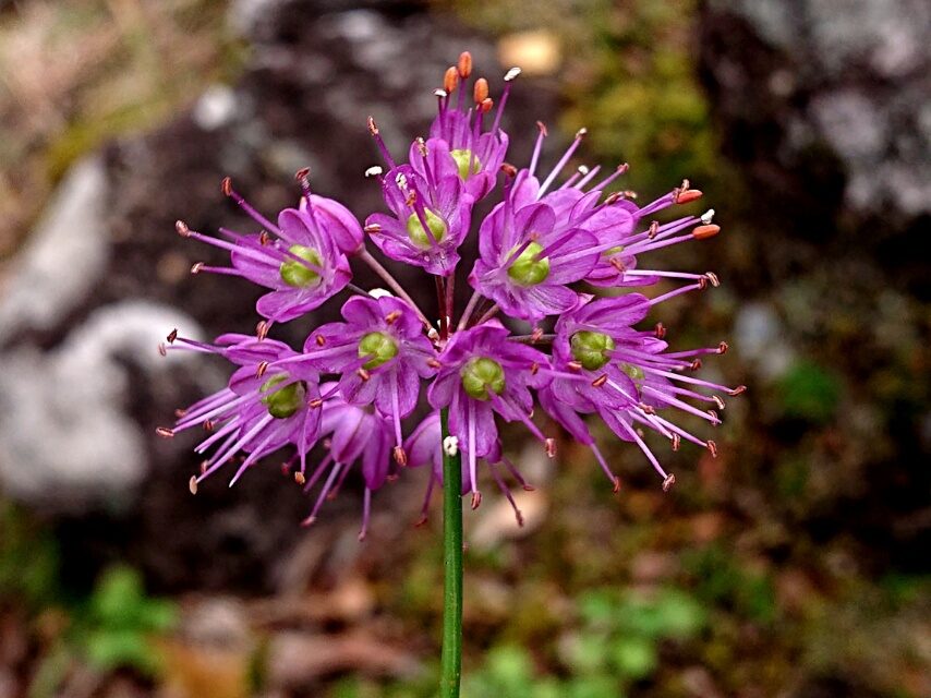 磯間嶽に咲く、ヤマラッキョウ