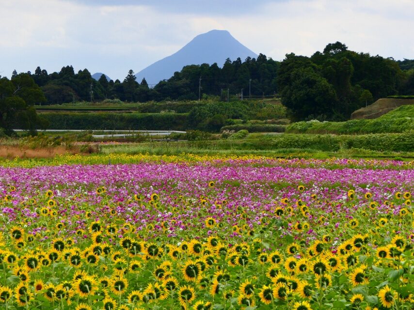 南九州市淵別府の ヒマワリとコスモス