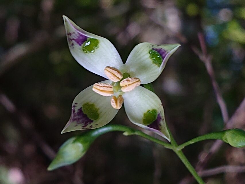 ヘツカリンドウ-1