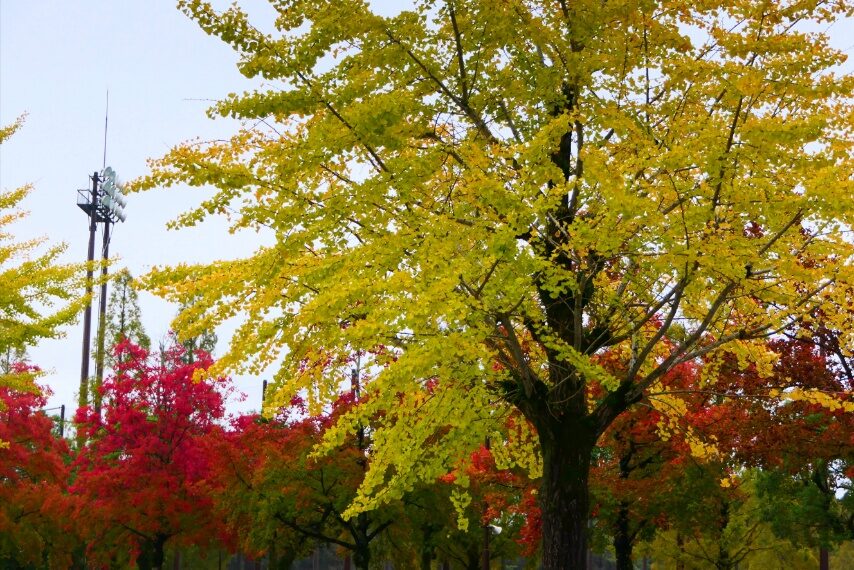 鹿児島ふれあいスポーツランドの紅葉-5