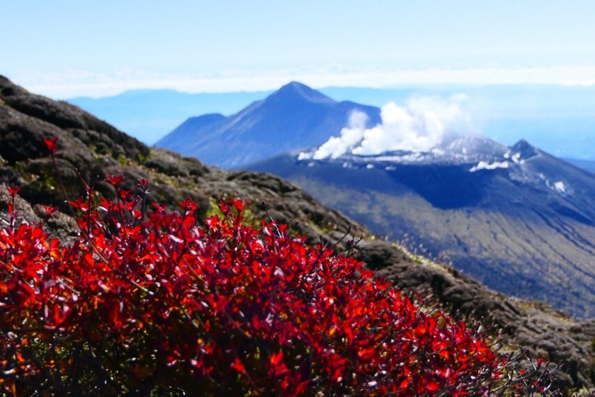 韓国岳の名残りの紅葉 　高千穂峰や新燃岳-2