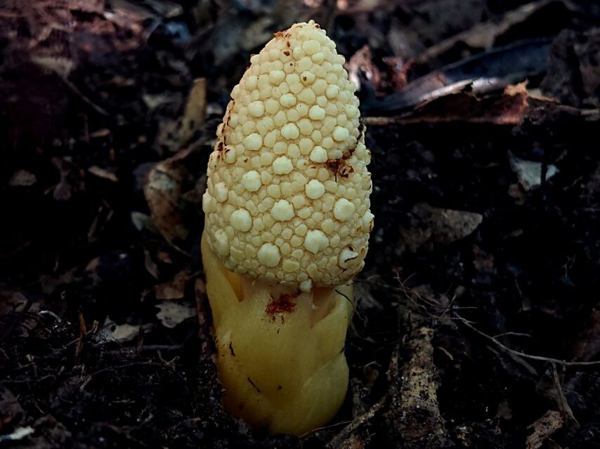 キイレツチトリモチ