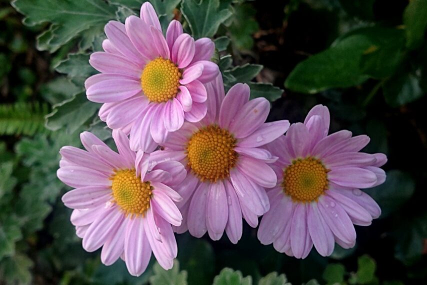 サツマノギク-1