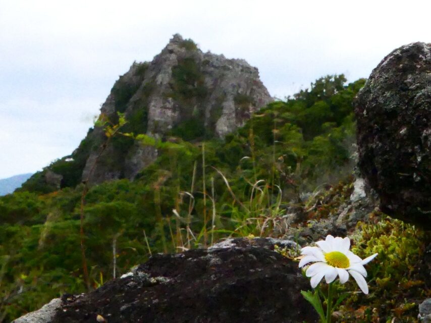 最強の低山と言われる磯間嶽の岩場に咲く、チョウセンノギク-1